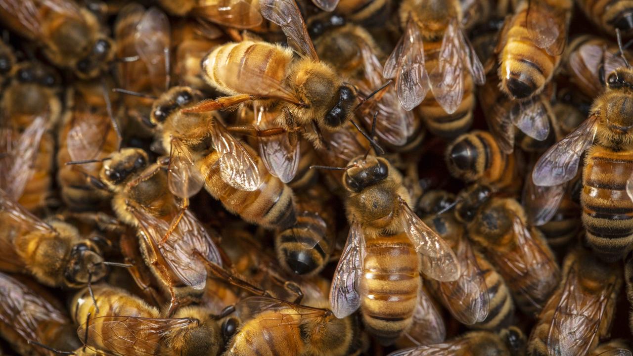 DNA detection for beehive battle