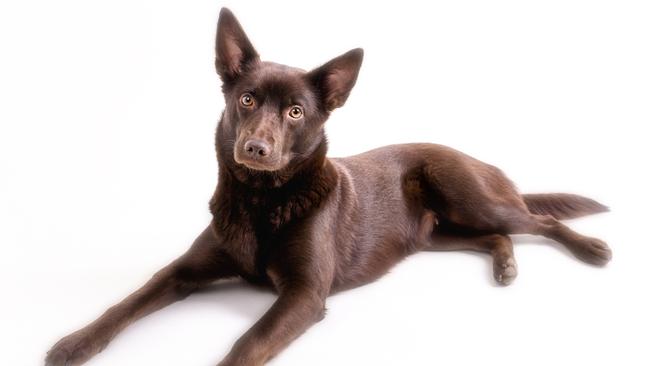 Australian kelpie.