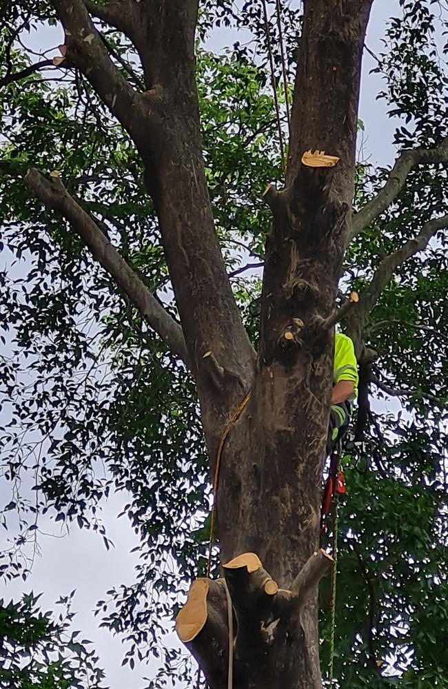 One of the trees being cut down.