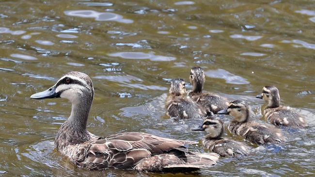 The bird life at Black Swan Lake. Photo by Richard Gosling