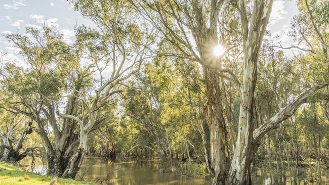 NSW Environment Minister Matt Kean’s deal with corporate irrigators has meant less water for the environment.