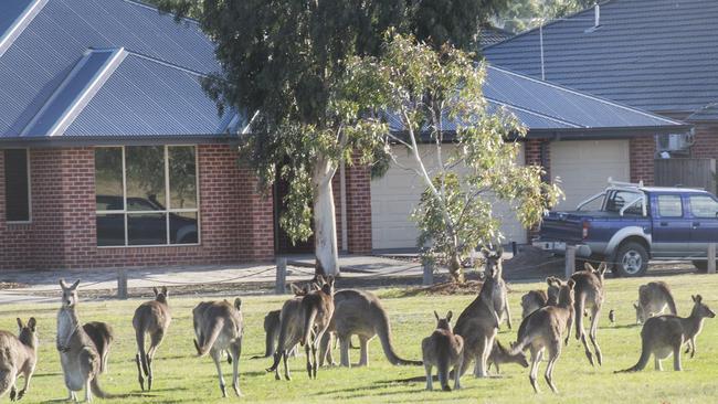 Kangaroos are a common sight in Mernda.