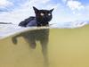 Meet this swimming cat from Townsville diving into viral fame