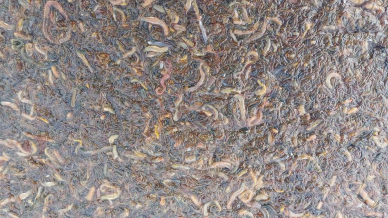 Worms in the water after last week’s storm-tide at the north lagoon of the Coorong. Picture: Supplied