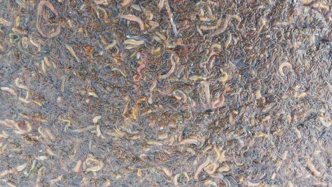 Worms in the water after last week’s storm-tide at the north lagoon of the Coorong. Picture: Supplied