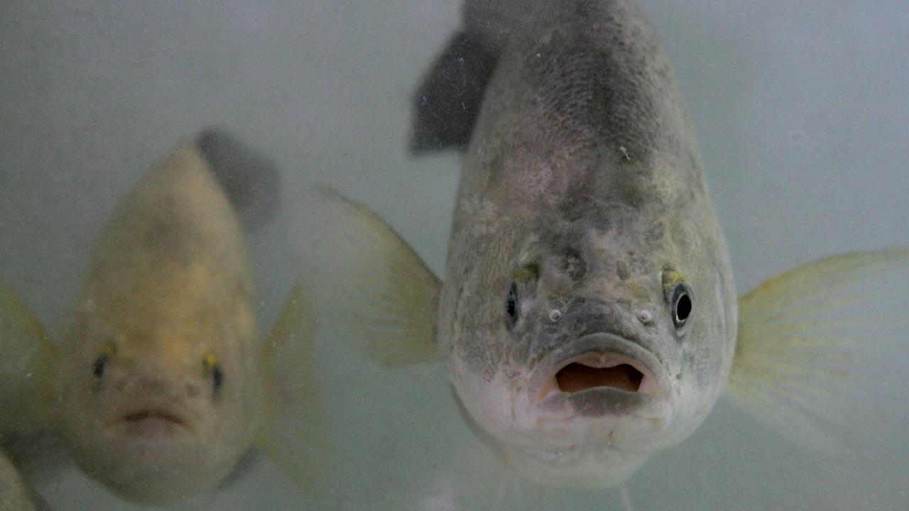 Darling River chokes native fish