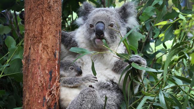 Koala joey Humphrey is comforted by mother Willow at Taronga Zoo on March 2. Picture: Lisa Maree Williams