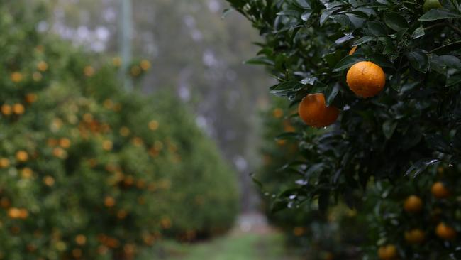 The Burnett region’s booming citrus industry, worth $183 million, warns a government decision is threatening the future profitability of the sector.