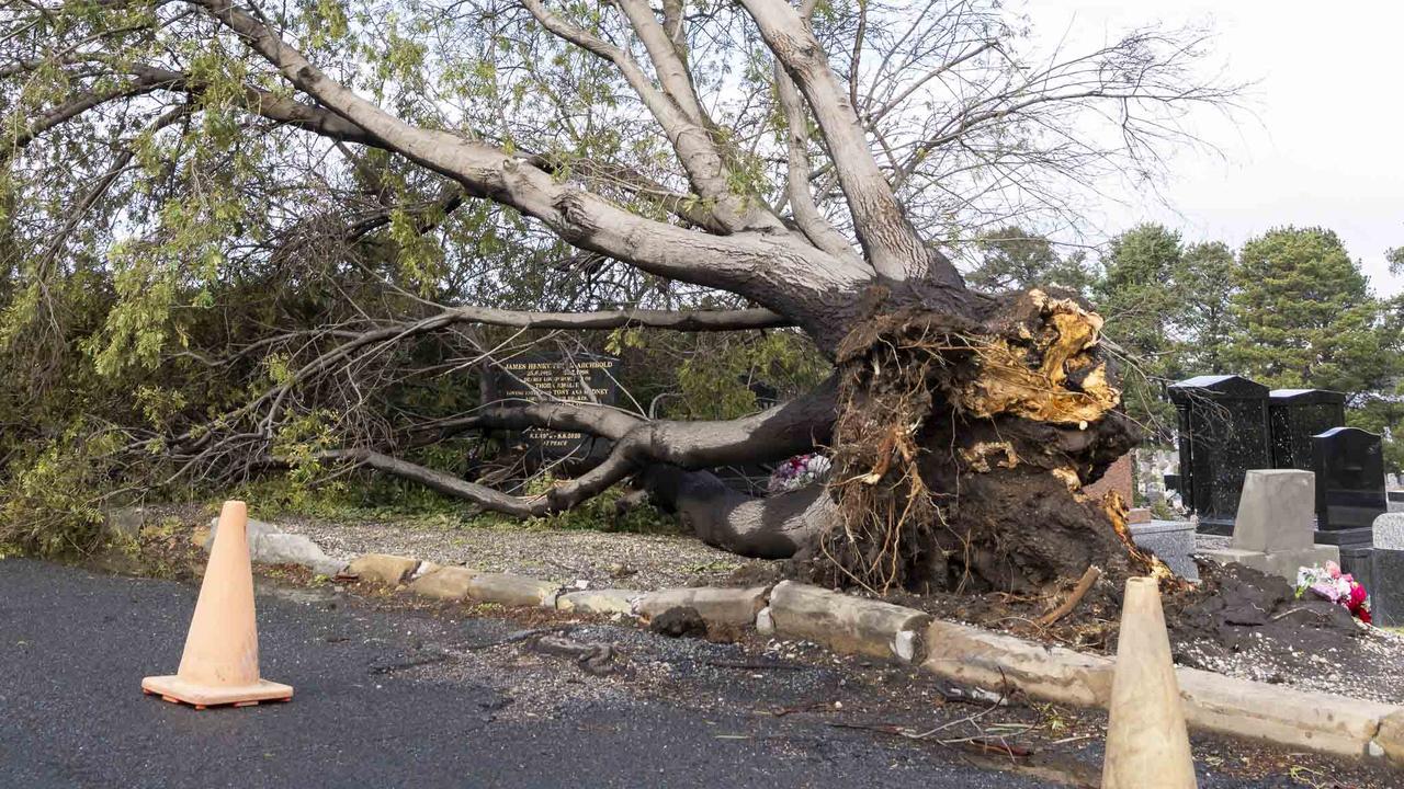 Tasmania Wet Weather - Cornelian Bay Cemetery fallen tree. Picture: Caroline Tan