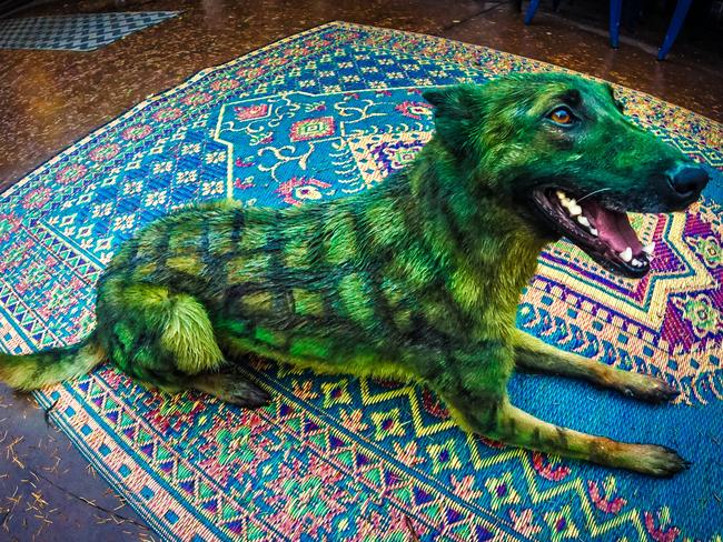 A Belgian Malinois poses for a photo after being painted as a Alligator. Now known as a “Maligator”. The paint is hypoallergenic, non-toxic, organic, mineral, vegetable and water based. Picture: Hinterlandshound
