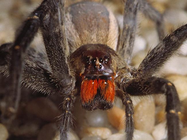 Brazilian Wandering Spider, genus phoneutria, picfrom/website venomous arachnids spiders poisonous