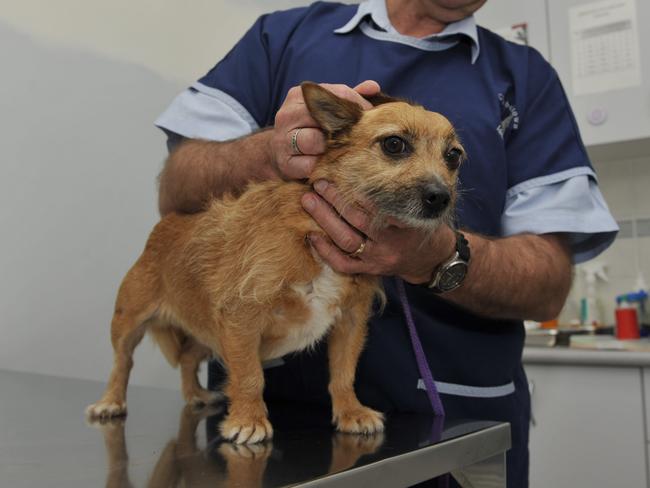 As temperatures rise and the wet season starts, paralysis tick numbers will start to increase. Dr. Peter Brown from Campbelltown Veterinary Hospital, Campbelltown, NSW with dog Cody.