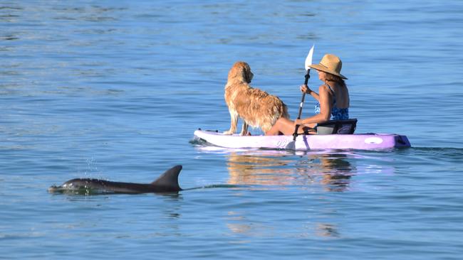 People at Henley Beach early to avoid the heat: This paddle boarder and her golden retriever didn't quite see the dolphin. Picture: AAP / Brenton Edwards