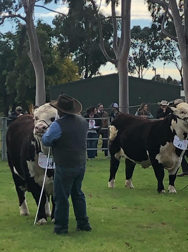 Judging at the Hereford National Show and Sale. Picture: Fiona Myers