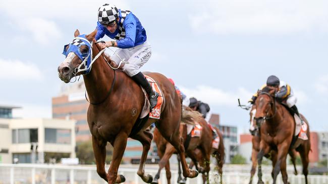 Lounge Bar Rubi should be a significant improver when he has his second-up run at Sandown on Saturday. Picture: Racing Photos.