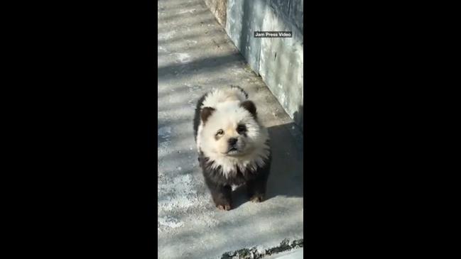 dogs dressed up as pandas in zoo
