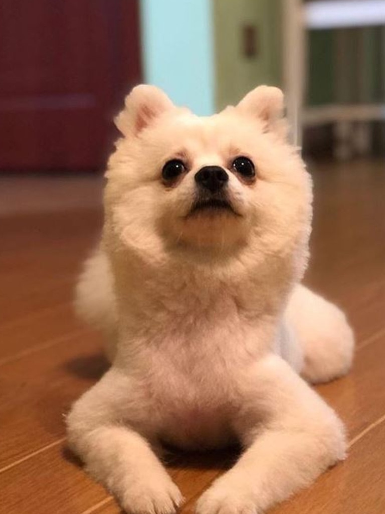 Zinchenko refused to evacuated out of Wuhan without her dog. Picture: Instagram/nastyazinchenko_