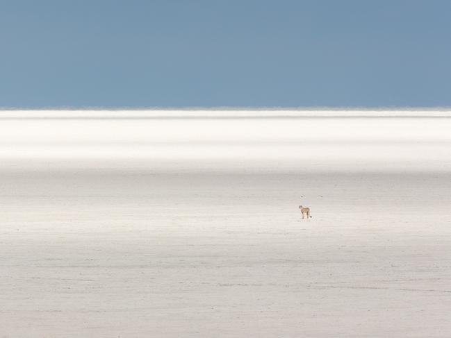 Bertus Venter’s image of a cheetah wandering the Etosha National Park, Namibia, alone. Picture: Bertus Venter