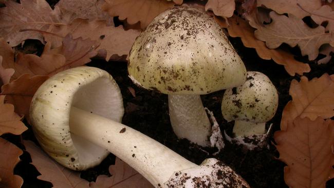 Death cap mushrooms are known to grow in Canberra during autumn. Picture: SA Health.