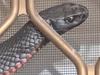 Can I hangout? Red-bellied black snake comes knocking