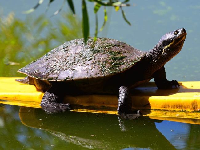 A turtle at Black Swan Lake after councillors voted to save it. Picture: Supporters of Black Swan Lake