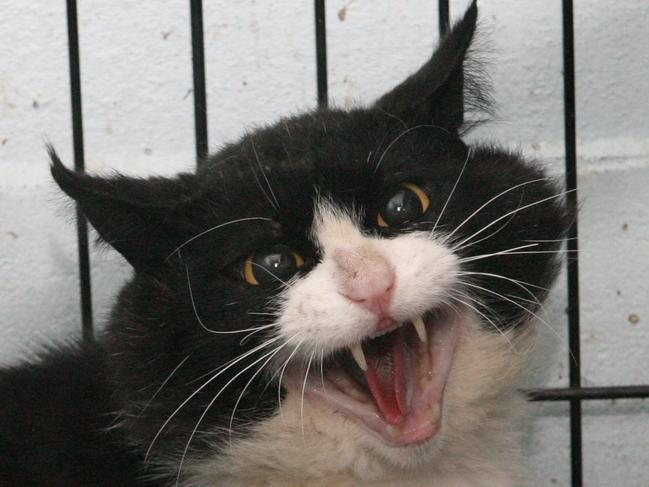 A cat being held at the Charmhaven Pound.