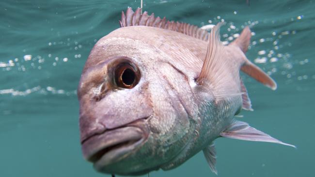 A snapper caught on a line.