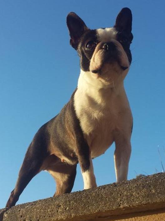 Posey: The six-year-old Boston terrier is owner Maria’spride and joy. “She looks majestic here.”