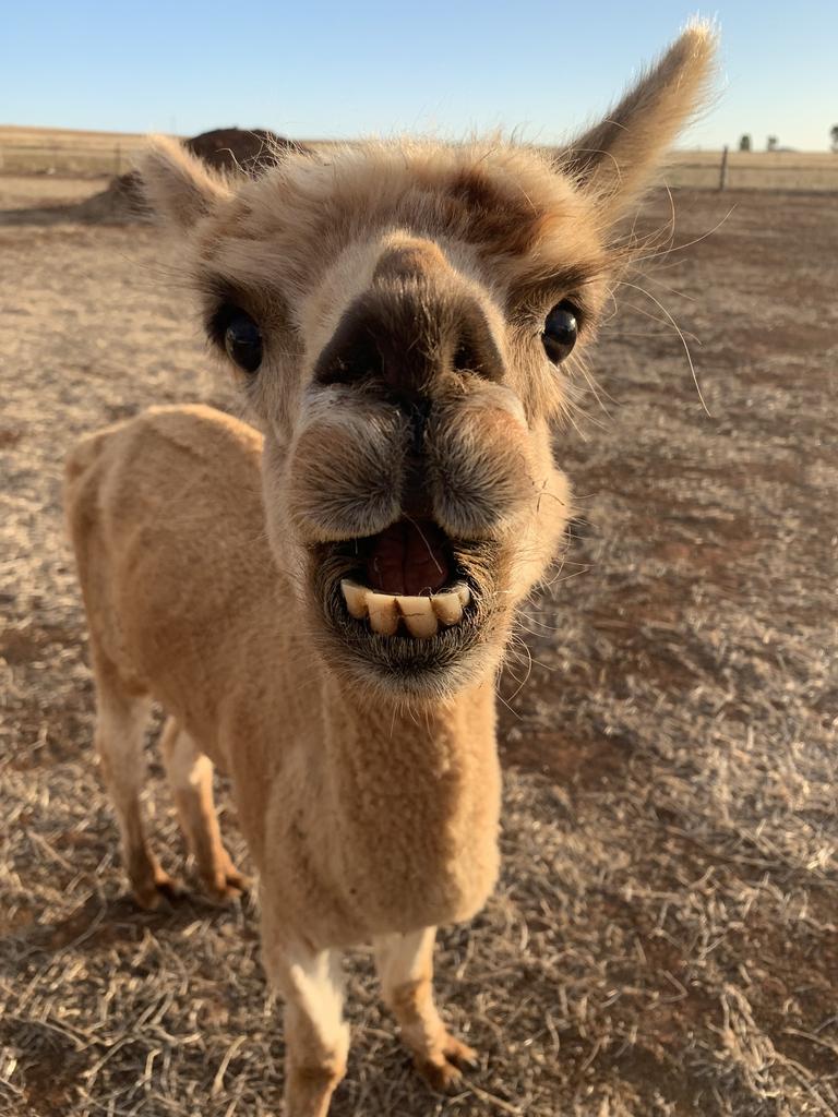 Greetings from Saddleworth – Monty the alpaca just chilling. Picture: Claudia Mathers