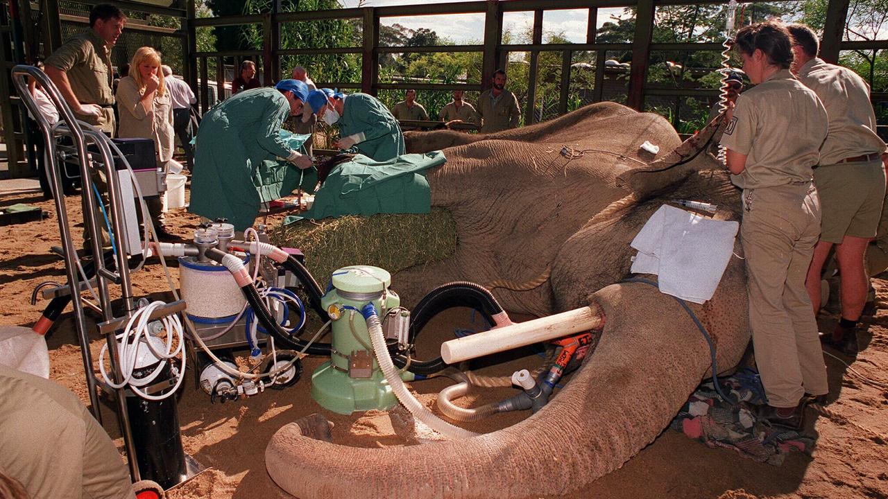 A Melbourne Zoo, veterinarians perform surgery on the foot of anesthetised Bong Su a 22 year old elephant. The opperation was performed by 8 vets and 15 support staff. fVeterinary. Melbourne Zoo. Elephants.