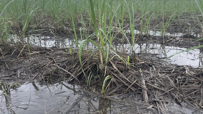 Sugarcane inundated by Haughton River floodwaters in the Burdekin