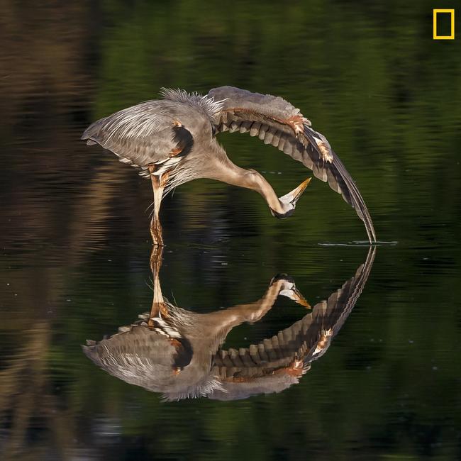Photo by Jerry am Ende / National Geographic Nature Photographer of the Year contest Rorschach Test Golden Hour at Bombay Hook NWR this morning. There was not a hint of wind when this Great Blue Heron began to preen.