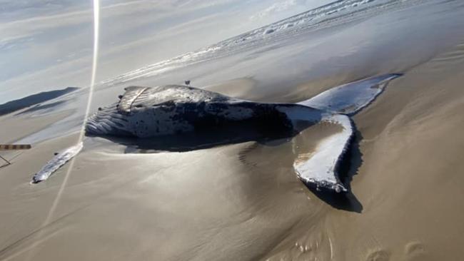 The whale on the beach. Picture: Jordy Todd