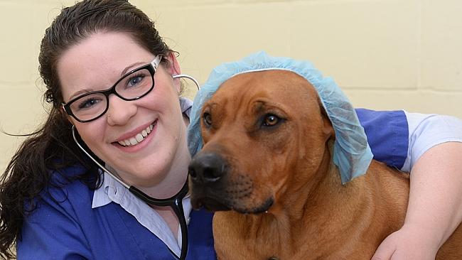 Pascoe Vale Veterinary Hospital holding free pet first aid information  sessions for residents | Herald Sun