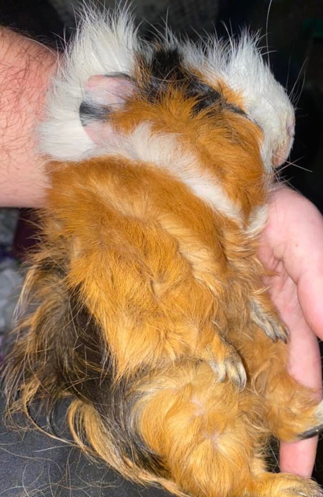 One of the guinea pigs Oscar Ridge rescued in May. Photo: Facebook