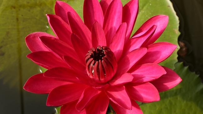 Blue Lotus Water Gardens Yarra Junction. Owner Geoff Cochrane with Amezonica Cruziana night flowering tropical lily. Geoff 0418 350 339 Picture: Stuart Milligan