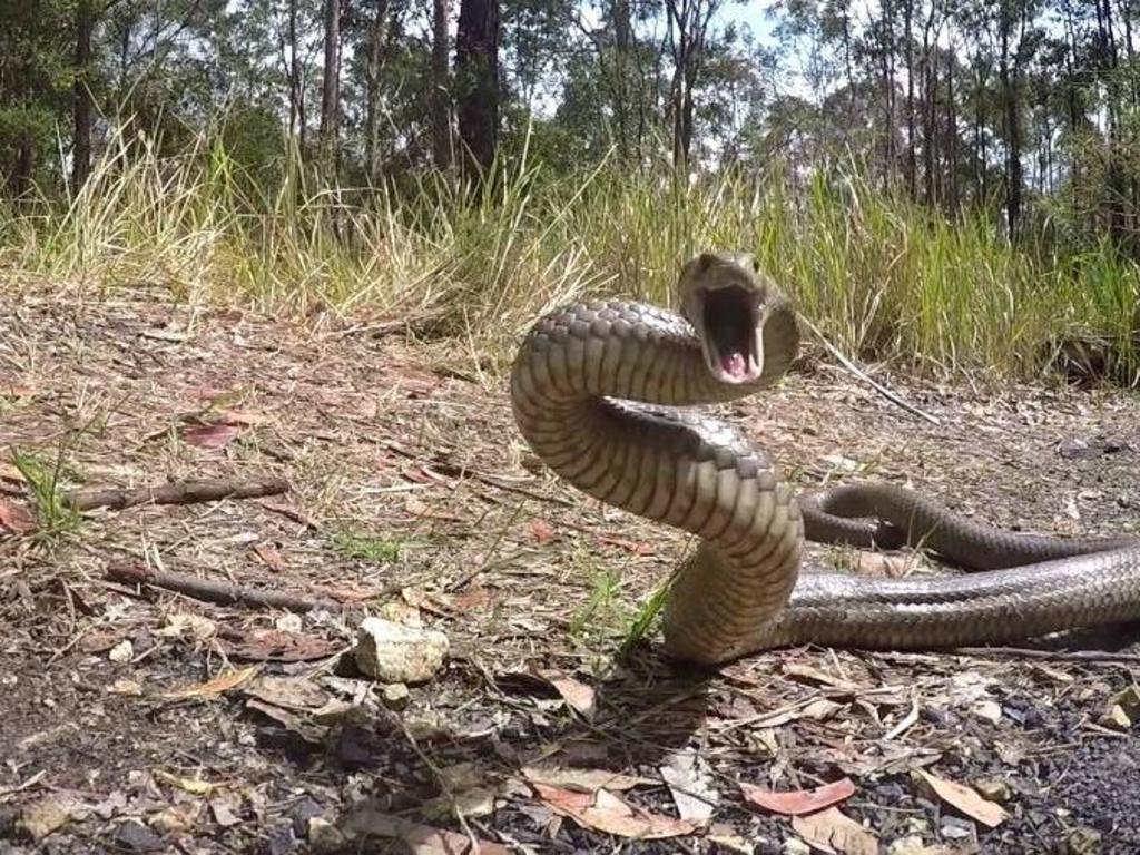 A woman has been rushed to hospital after being bitten by a venomous snake this morning. File Photo.