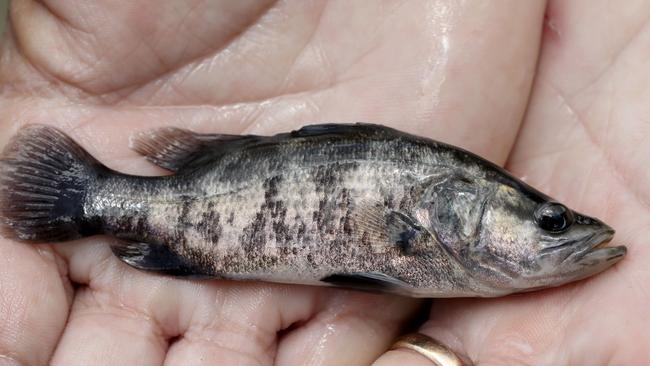 A barramundi fingerling. Picture: MARC MCCORMACK