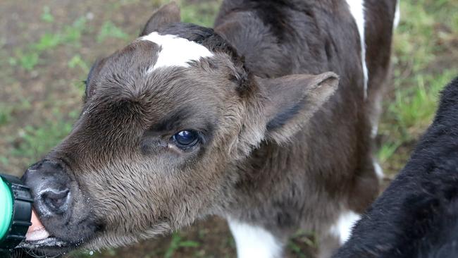 Gary the calf at The Big Goose in Moorooduc. Picture: Hamish Blair