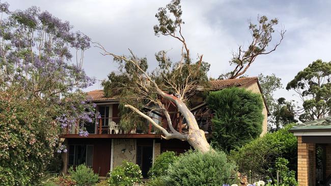 Tree falls on house in Blackbutts Ave, Belrose. Picture: Jim O'Rourke.