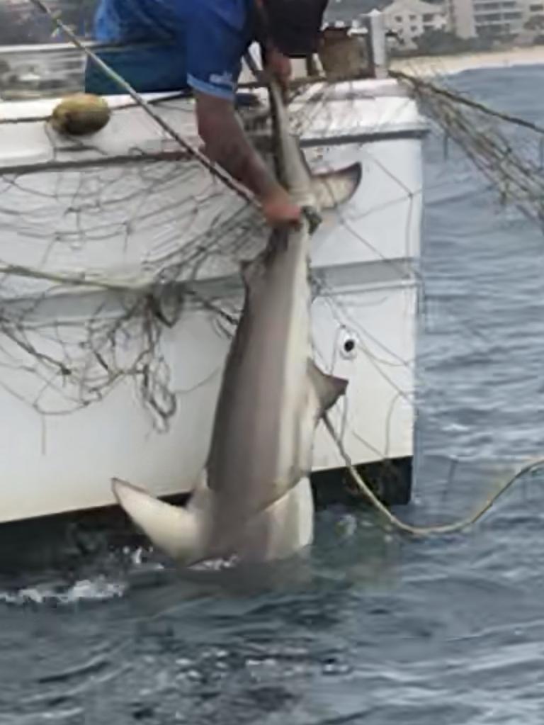 Sea Shepherd reveals dozens of photos from Queensland shark nets