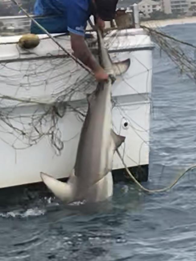 A shark being pulled from Gold Coast shark nets. Photo: Sea Shepherd