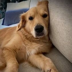 Gold Coast's cutest dogs: Winter. Submitted by Kat Rose Ford.