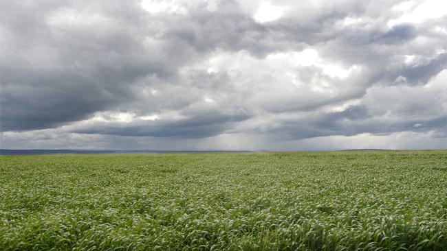 Going strong: Wheat futures markets are regaining ground with persistent reports of Chinese buying more wheat than anticipated.