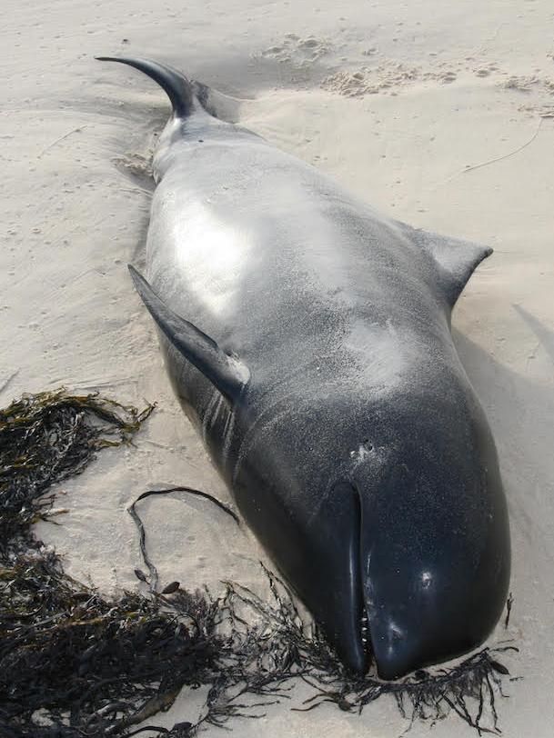 One of the beached whales. Picture: Parks Victoria