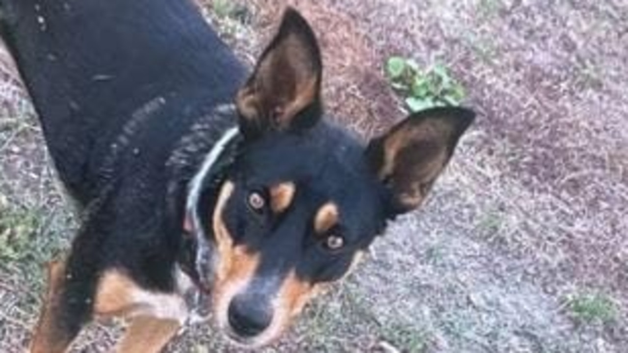 The three-year-old Kelpie was handed into an animal shelter. Picture: Victoria Police.