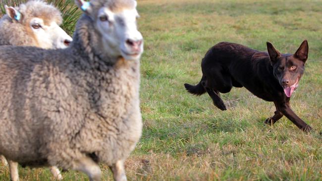 Kelpie store herding sheep