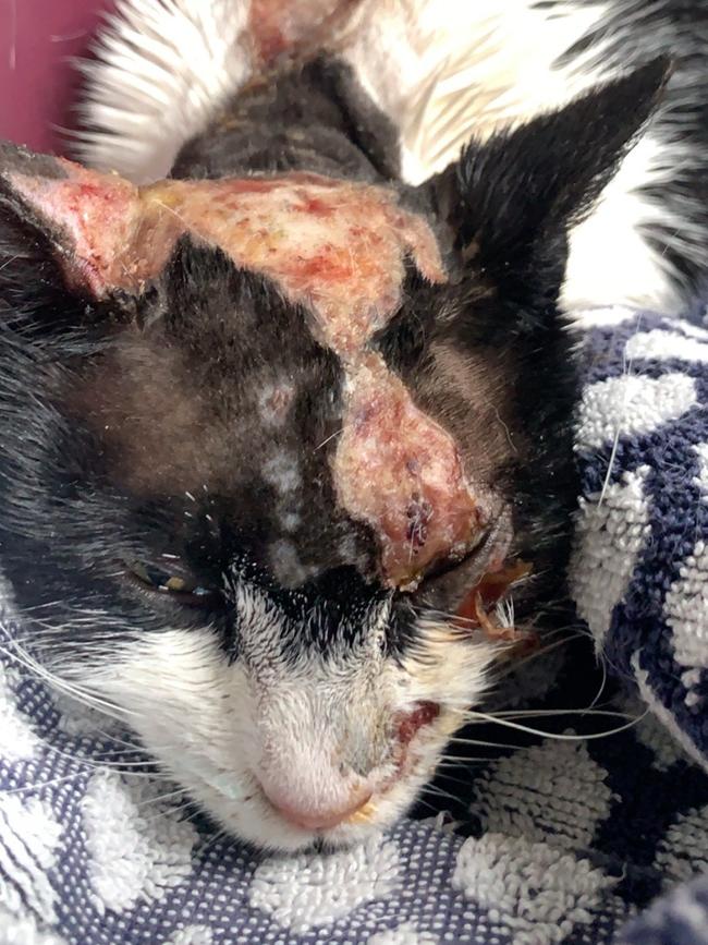 The left side of the cat’s face was severely burned.