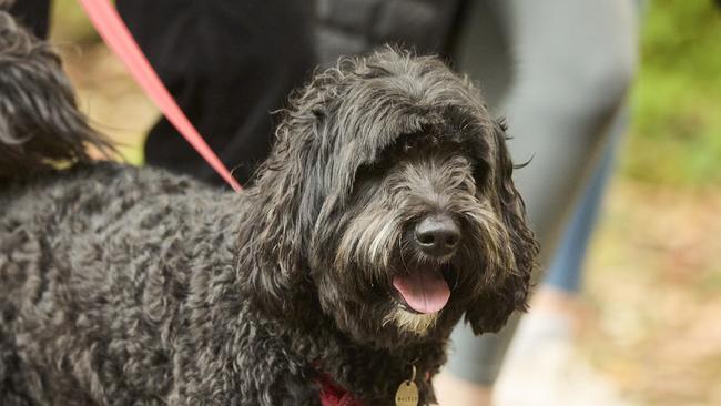 Million Paws Walk at Adelaide Botanic Gardens. Picture: Matt Loxton