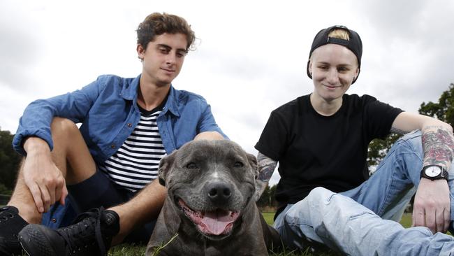 Staffordshire bull terriers aka staffies are the Gold Coast’s most popular dog for the fourth year in a row. Brother and sister Jake, 17, and Ashlea Martin, 26, with their staffie Lucy. Picture: Jerad Williams